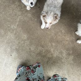 Miniature Australian Shepherd Puppies from Edwina's Aussies