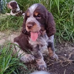 Fritz - Tri-Roan male English Springer Spaniel puppy in Kingsport, Tennessee from Leandra's English Springer Spaniels