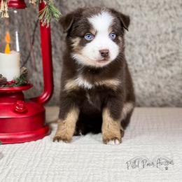 Miniature Australian Shepherd and Toy Australian Shepherd Puppies from Pistol Paws Aussies