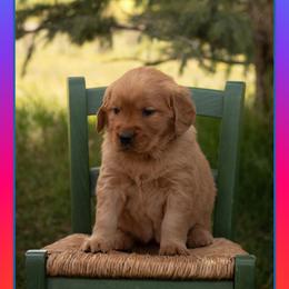 Beatrice (Bea) - Dark golden female Golden Retriever puppy in Driggs, Idaho from SK Golden Retrievers