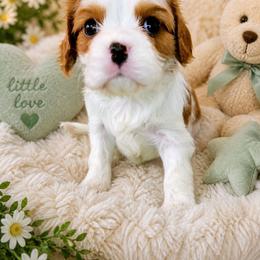 Rowan - Blenheim male Cavalier King Charles Spaniel puppy in Kewaskum, Wisconsin from Moon Dream Cavaliers