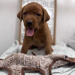 Sven - Yellow male Labrador Retriever puppy in Carlsbad, New Mexico from ECMO Farm Dalmatians & Labrador Retrievers