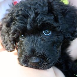 Portuguese Water Dogs from Hat Trick Portuguese water dogs