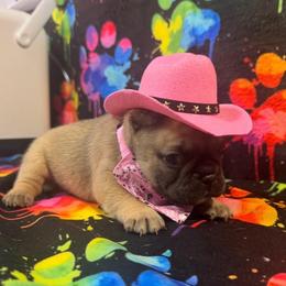 Diamond Dream - Blue fawn female French Bulldog puppy in Fort Wayne, Indiana from Jack & Ruby’s Frenchies