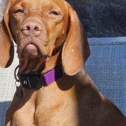 Rye - Vizsla