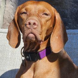 Rye - Vizsla
