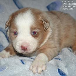 Connor - Red merle male Miniature Australian Shepherd puppy in Patterson, North Carolina from DreamLine Aussies