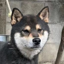 miso - Shiba Inu