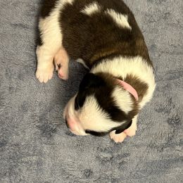 Girl 1 - Brown and white Saint Bernard puppy in Albuquerque, New Mexico from St Peter’s Gate Pups