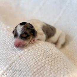 Boy 6 - Merle male Bernedoodle puppy in Salt Lake County, Utah from Coco Avenue Pups