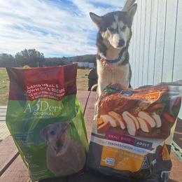 Coco - Siberian Husky