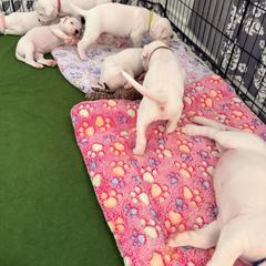 Dogo Argentino Puppies from Casa de la Bahia