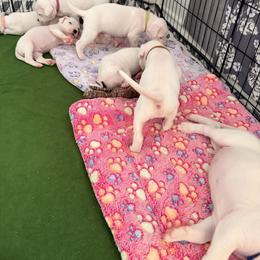 Dogo Argentino Puppies from Casa de la Bahia