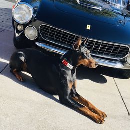 Doberman Pinschers from Waterfront Kennels