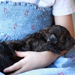Poodle puppies from North Texas Puppies
