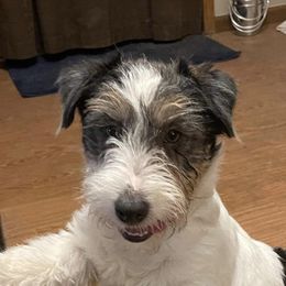 Breyer  - Russell Terrier