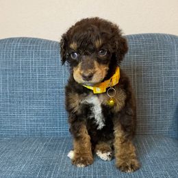 Fudge - Brown female Poodle puppy in Corona, California from Garden Of Poodles