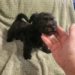 Pearl - Black and white female Schnoodle puppy in Arkansas from Harper's Pups