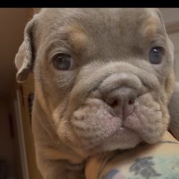 Bulldog Puppies from Royal Fade Bulldogs