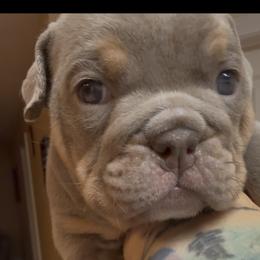 Bulldog Puppies from Royal Fade Bulldogs