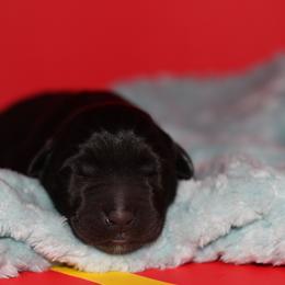 Wolf - Black male Labrador Retriever puppy in Morrilton, Arkansas from Ancient Dogges Performance Dogs