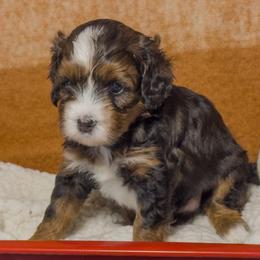 Diamond - Tri-color female Bernedoodle puppy in Bradenton, Florida from Peanut Butter Doodles