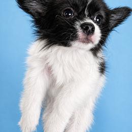 Papillon Puppies from HSF Papillons