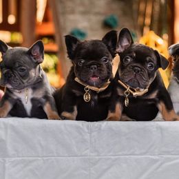 French Bulldog Puppies from Kring French Bulldogs
