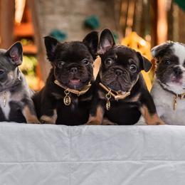 French Bulldog Puppies from Kring French Bulldogs