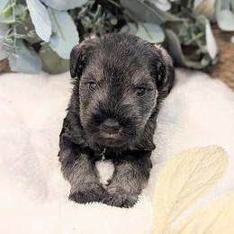 Brown Collar - Salt and pepper male Miniature Schnauzer puppy in Peoria, Arizona from Hall Miniature Schnauzers