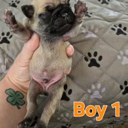 Boy 1 - Fawn male Pug puppy in Auburn, Kentucky from Prentice Family Pugs