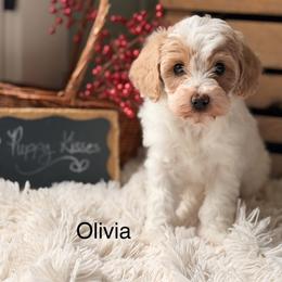 Olivia - Parti female Goldendoodle puppy in Oxford, Pennsylvania from FriendlyPals