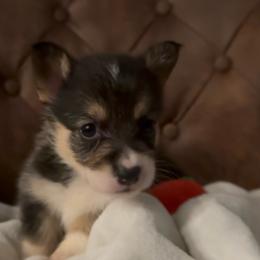 AKC Red - Black and tan female Pembroke Welsh Corgi puppy in Summerfield, Florida from Promise Land Farm