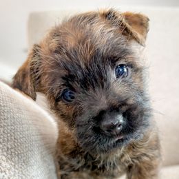 Scout - Wheaten brindle male Cairn Terrier puppy in St. Joseph, Missouri from Stone & Thistle Cairn Terriers