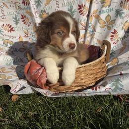 Willow - Red tri-color female Australian Shepherd puppy in Corinna, Maine from Windfall Homestead