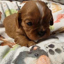 Randy - Ruby male Cavalier King Charles Spaniel puppy in Wapello, Iowa from Willow Rayne shelties and more
