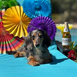 Nadia - Dachshund