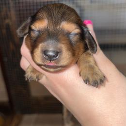 Bonnie - Red female Dachshund puppy in Goldthwaite, Texas from Mini Mama Dachshunds