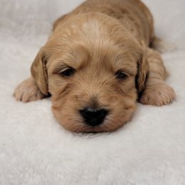 Goldendoodle Puppies from Lake Village Doodles