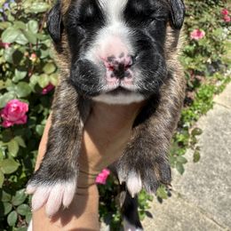 Boxer Puppies from Sweet Carolinas Boxer Babies