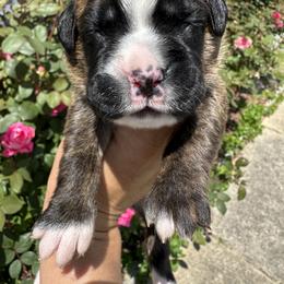 Boxer Puppies from Sweet Carolinas Boxer Babies
