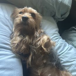 Alice - Yorkshire Terrier