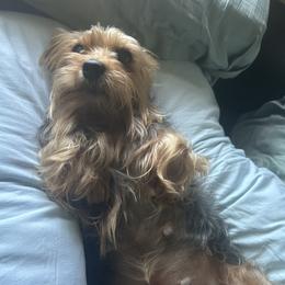 Alice - Yorkshire Terrier