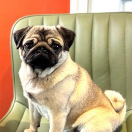 Sonya - Pug