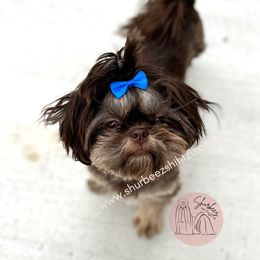 Ginny - Shih Tzu