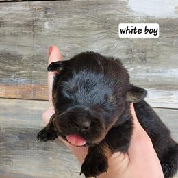 White boy - Black and mahogany male Rottweiler puppy in Custer County, Oklahoma from Rough Creek Kennels