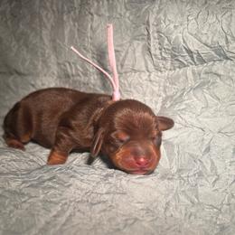 Chocolate and tan female two - Chocolate and tan female Dachshund puppy in Blackstone, Virginia from Cheyenne's Dachshunds