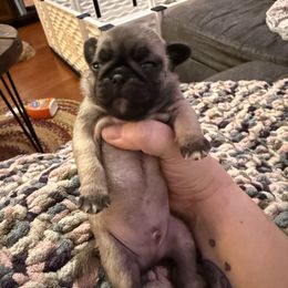 Bolt - Fawn male Pug puppy in Vader, Washington from Tanori Kennels