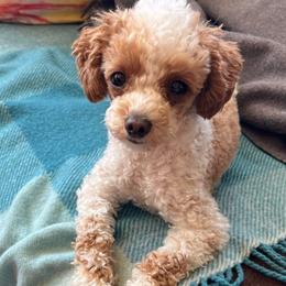 Maisie - Poodle