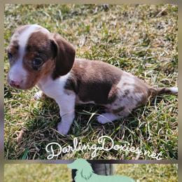 Zach - Dapple male Dachshund puppy in Elk River, Minnesota from Darling Doxies